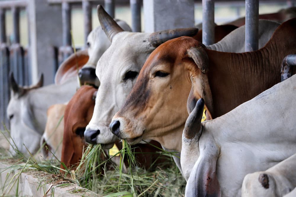 গাজায় চিকিৎসা সহায়তা