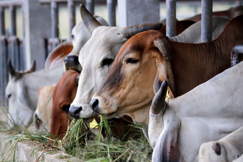 গাজায় চিকিৎসা সহায়তা